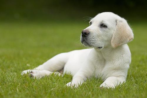 Raksturā labradors kaut... Autors: Fragma1 Fakti par suņiem