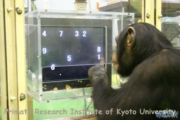  Autors: Kadets Šimpanzes spēj kalt nākotnes plānus