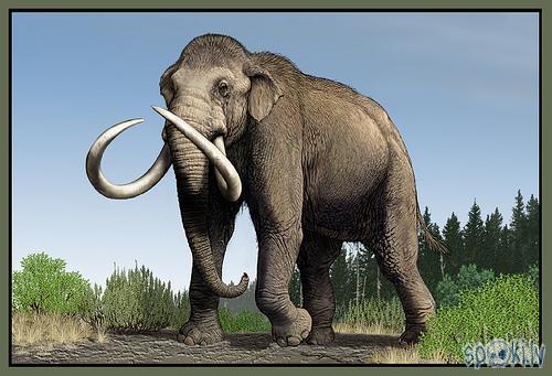 Columbian Mammoth Autors: Kadets Mamuti