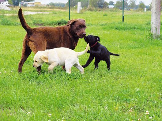 Labradoru Retrīveri ir suņi nr... Autors: BuzzZubbPukey Fakti par suņiem