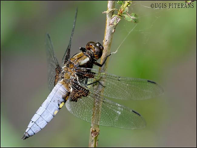 plakanā spāre Libellula... Autors: normunds123 Spāres