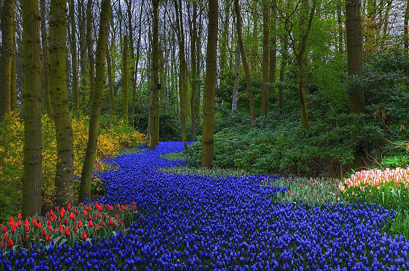 Keukenhof Gardens... Autors: kikka4 10 skaistākie pasaules botāniskie dārzi