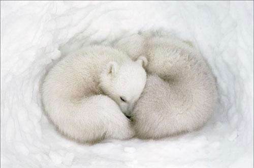 Polārlāča dvīņi Kanāda Autors... Autors: Jaromejs Nature"s Best Photography versijas labākās 2008.gada dabas
