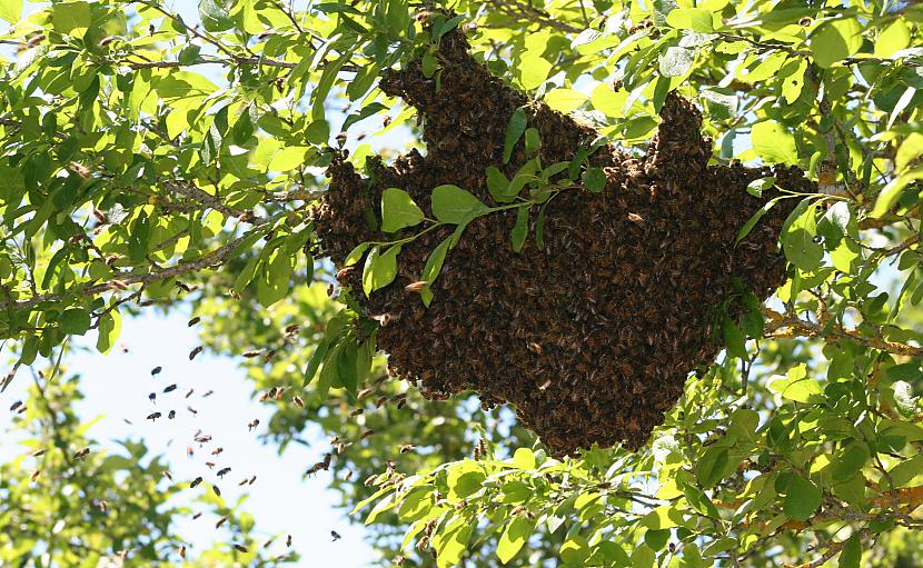Bišu spiets ābeles zarā Autors: fotostudente Mirklis iedvesmas 3