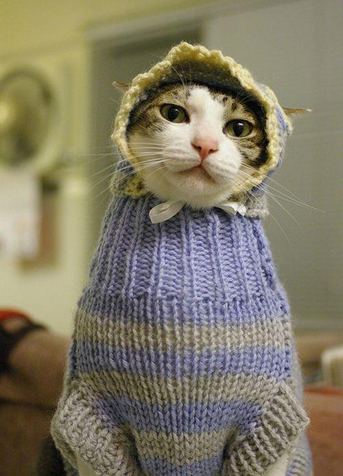 Šo kaķi džemperī Autors: Izdirsta_Upene 31 bilde,kas jāredz pirms pasaules gala.