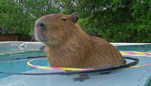 Capibara peldās baseinā Autors: Izdirsta_Upene 31 bilde,kas jāredz pirms pasaules gala.