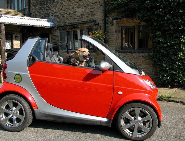 Suns kurš brauc ar Smart Car... Autors: Izdirsta_Upene 31 bilde,kas jāredz pirms pasaules gala.