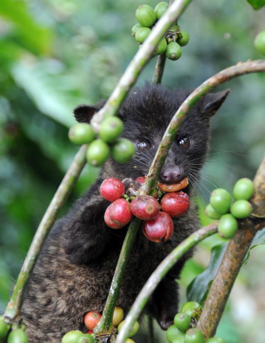  Autors: kashax1 Kā top pasaulē dārgākā kafija