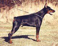 DOBERMANIS Autors: laumiņaBezZobiem Pasaules bīstamākās šķirnes