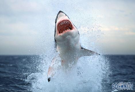 shark Autors: Gravedigger Mātei Gūglei vienmēr ir taisnība.