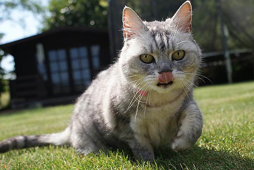 Skaļākais Murrrrr mājas kaķim ... Autors: smadzenesPAzemi Ginesa pasaules rekordi 2011 (2)