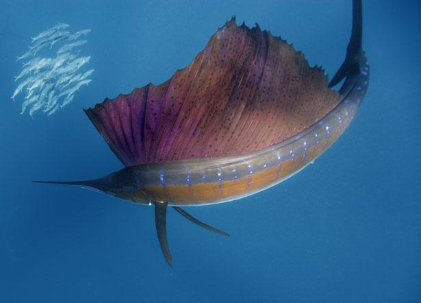 Zivs Buruzivs ir divu sugu... Autors: Ģenerālis Top 15 ātrākāis visumā...