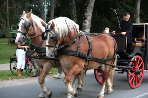 Draivings ir zirga pajūga... Autors: pohujiste kvadrātā Zirgi un jāšanas sports