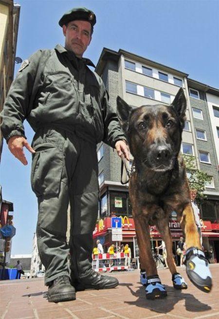  Autors: sassy Mūsu sargi-policisti! :D