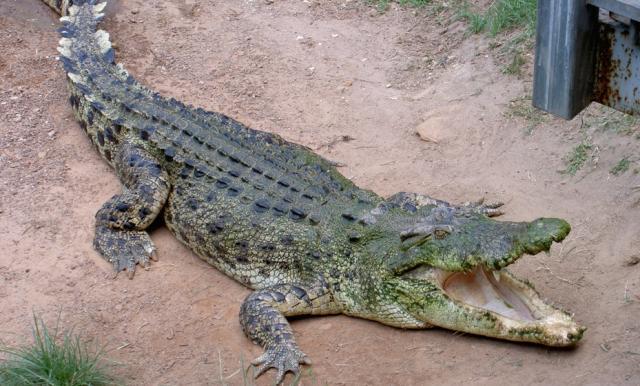 Krokodili lai varētu dziļāk... Autors: ciLVēks13 Interesanti fakti