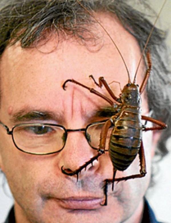 Milzīgie vetasGiant Weta Šādi... Autors: Piekasso Lielākie insekti!