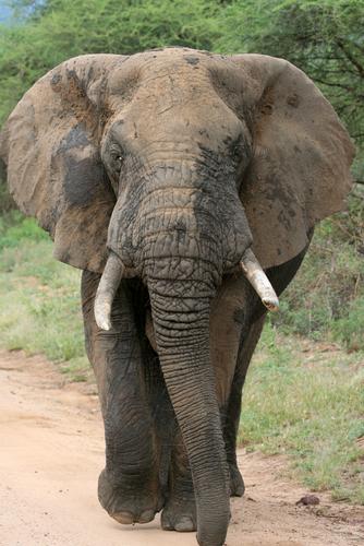 4 vieta  Āfrikas zilonis... Autors: Raiviijs Top 10 nāvējošākie dzīvnieki.