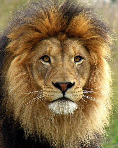 8 vieta  Āfrikas lauva Vidēji... Autors: Raiviijs Top 10 nāvējošākie dzīvnieki.