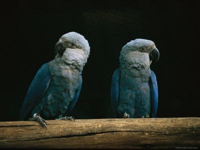 Protams ar to viss nebeidzās... Autors: DūKiJa Kādas sugas papagaiļi ir Blū un Pērle no Rio ?