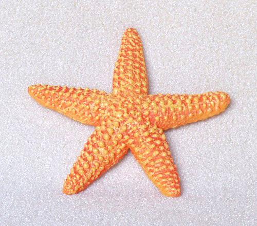 Jūraszvaigzne var izgriest... Autors: Mr DaniiC Fakti par dzīvniekiem un zivīm 2 !