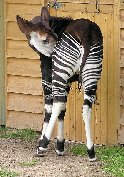 nbspNekad Rīgas Zoodārzā... Autors: Spalvainais Kas ir Okapi?