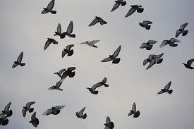 Aptuveni 10 000 putni katru... Autors: ciLVēks13 Interesanti fakti 2