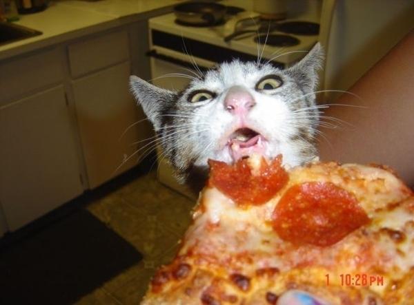 Scaronis kaķiskas ēd picu Autors: INeverLie 31 bilde, kas jāredz pirms tu mirsti
