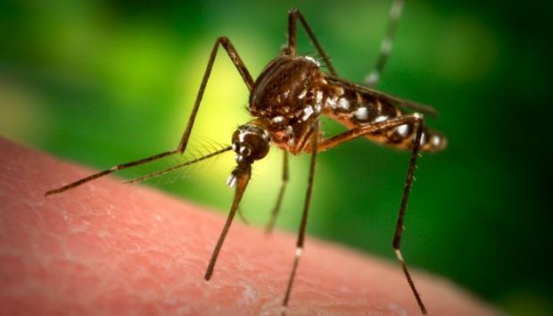 1 The Mosquito Due to malaria... Autors: racoon Top 10 Most Deadly Animals