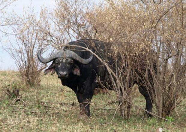 9 Cape Buffalo Cape buffalos... Autors: racoon Top 10 Most Deadly Animals
