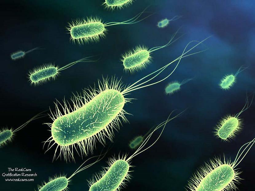 182 baktēriju sugas dzīvo ādā... Autors: Brīnišķīgais Jānis Šādi un tādi FAKTI!