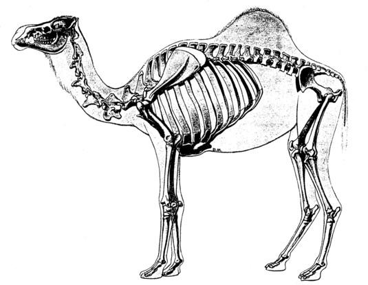 Dormedārs ir kamielis tikai... Autors: Brīnišķīgais Jānis Šādi un tādi FAKTI  #2