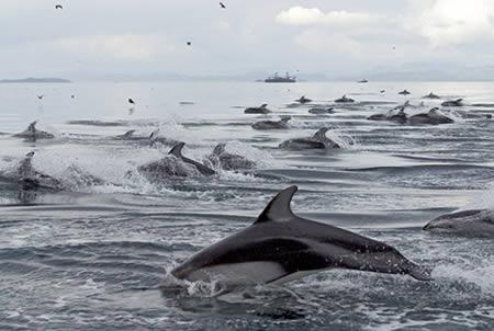 Delfīni izglābj zvejnieku... Autors: Zarka Dzīvnieki, kuri izglāba dzīvības.
