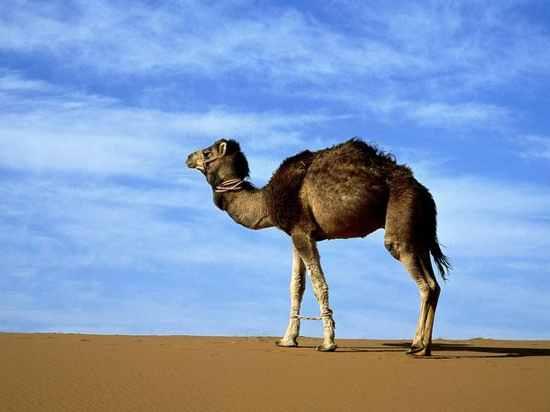 Kādēļ kamieļiem uz mugurs ir... Autors: Ibumetīns Vai tu to zināji?