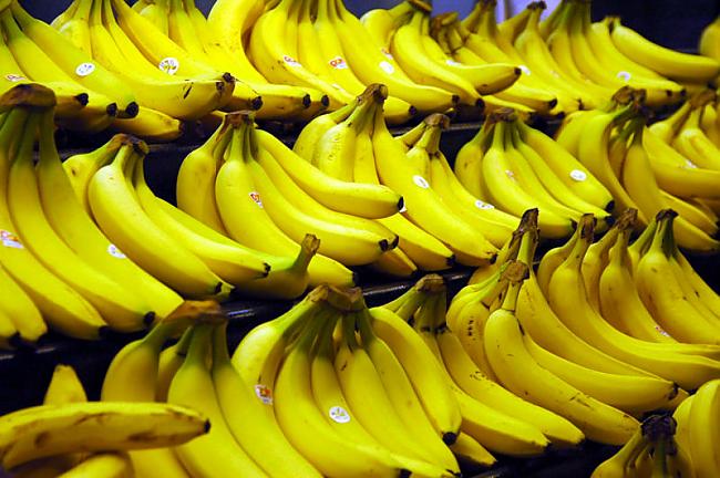 Scaronķirne Canvedish ir pati... Autors: anjelka Neparasti fakti par banāniem