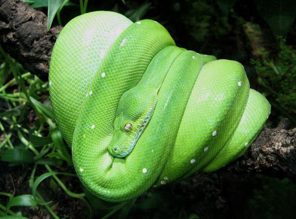 1 Green Tree Python  Zaļais... Autors: Ķūūūlītis Top 10 pasaules skaistākās čūskas.