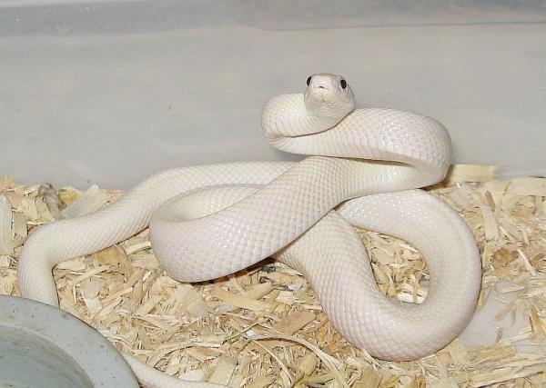 9 Leucistic Texas Rat Snake ... Autors: Ķūūūlītis Top 10 pasaules skaistākās čūskas.