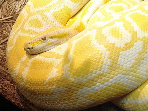5 Amelanistic Burmese Python ... Autors: Ķūūūlītis Top 10 pasaules skaistākās čūskas.