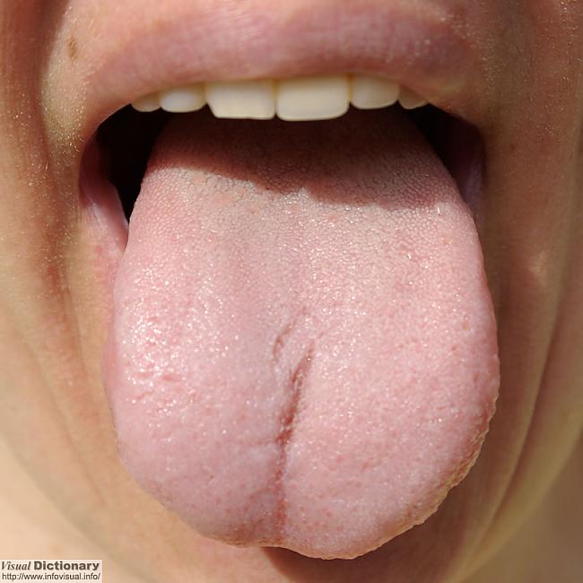 Your tongue is germ free only... Autors: MegaEinsteins google tulkotājs