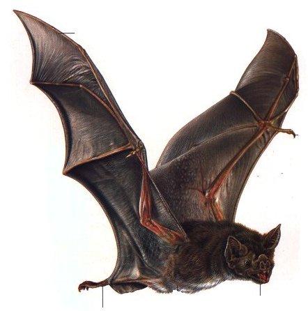 Bats always turn left when... Autors: MegaEinsteins google tulkotājs