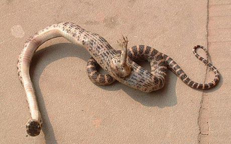 Ķīnā tika atrasta čūska ar... Autors: elements Interesanti fakti