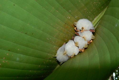  Autors: body17 Ectophylla alba/ sikspārnis