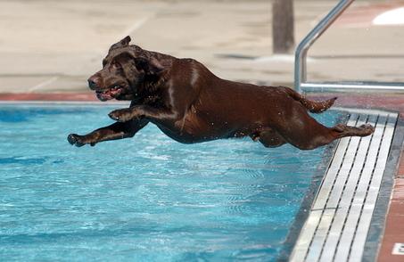  Autors: aldis123 Suns velk mājas pilnu baseinu