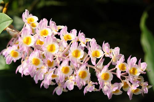 Dendrobiums Dendrobiums ir... Autors: Rūž 15 Pasaulē skaistākās puķes.