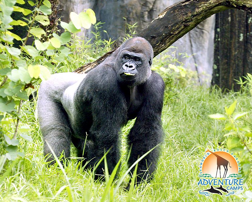 4 Gorilla Neticami bet tas var... Autors: Black Out Top 10 stiprākie dzīvnieki uz zemes.