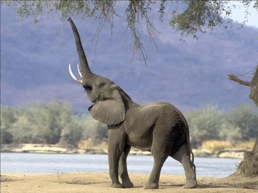 Zilonis ir vienīgais zīdītājs... Autors: besiic Interesanti un nedzirdēti FAKti 2 daļa