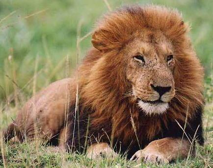 Lauva bija zvēru karalis Viņš... Autors: almazza Pasaciņa par meža zvēriem.
