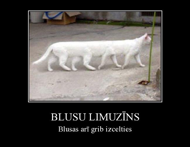  Autors: GOLDY Blusu limuzīns