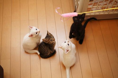  Autors: Fosilija party with kittens.