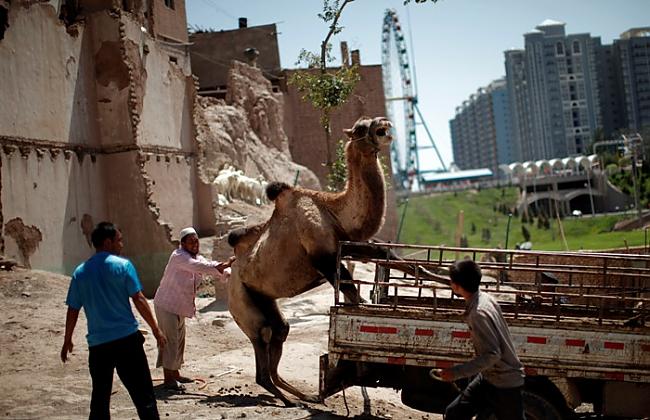 Vīrietis Ķīnā savu kamieli... Autors: 8Emsis8 Dienas foto