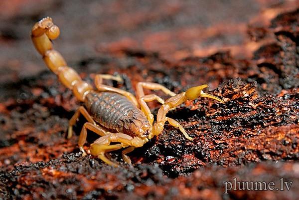 Ja kāds uzlies skorpionam uz... Autors: Stalkers Interesanti fakti.